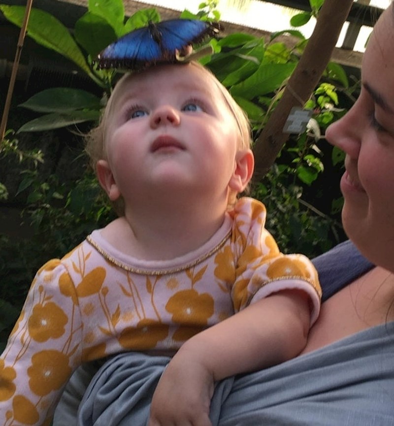 "Veliki plavi leptir sletio je na čelo naše kćerkice."