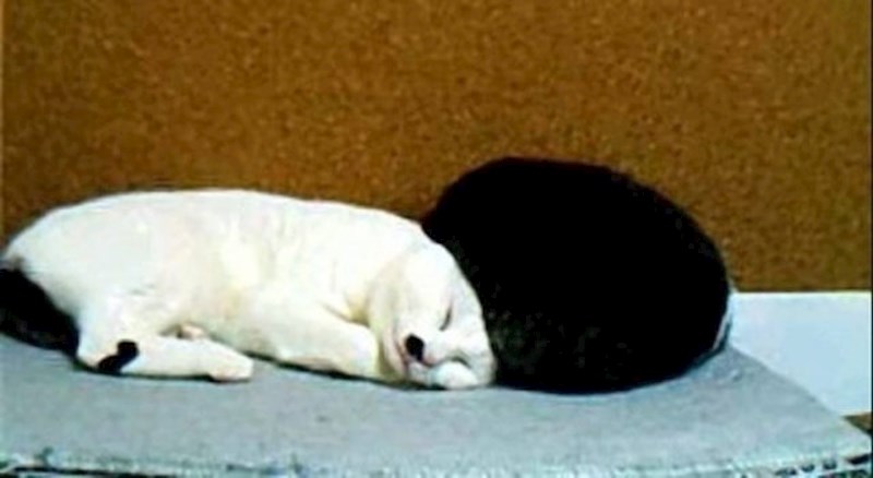 Mačka s afro frizurom... ili ipak samo dvije mačke?