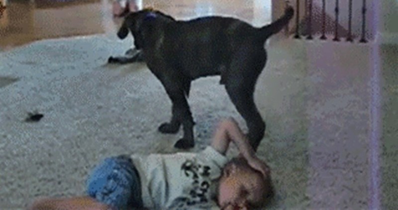 Dječačić je ležao na tepihu, a onda je pas učinio nešto što ga je zgrozilo