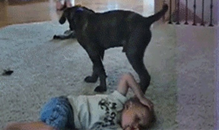 Dječačić je ležao na tepihu, a onda je pas učinio nešto što ga je zgrozilo