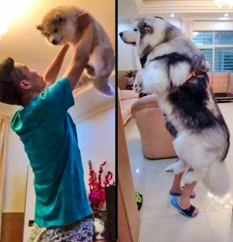 Kad je bio štene i danas...