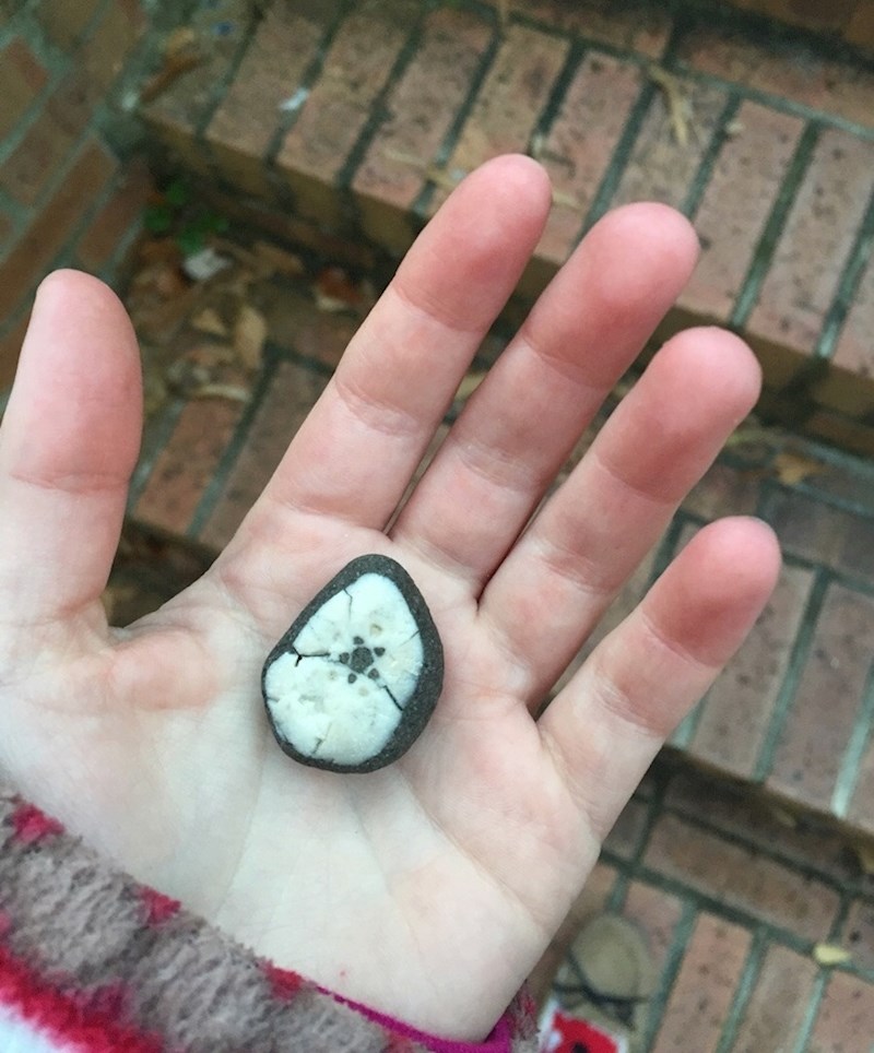 Je li ovo kamen? Ili školjka? Ne, to je stapčar, morsko stvorenje srodno zvjezdačama.