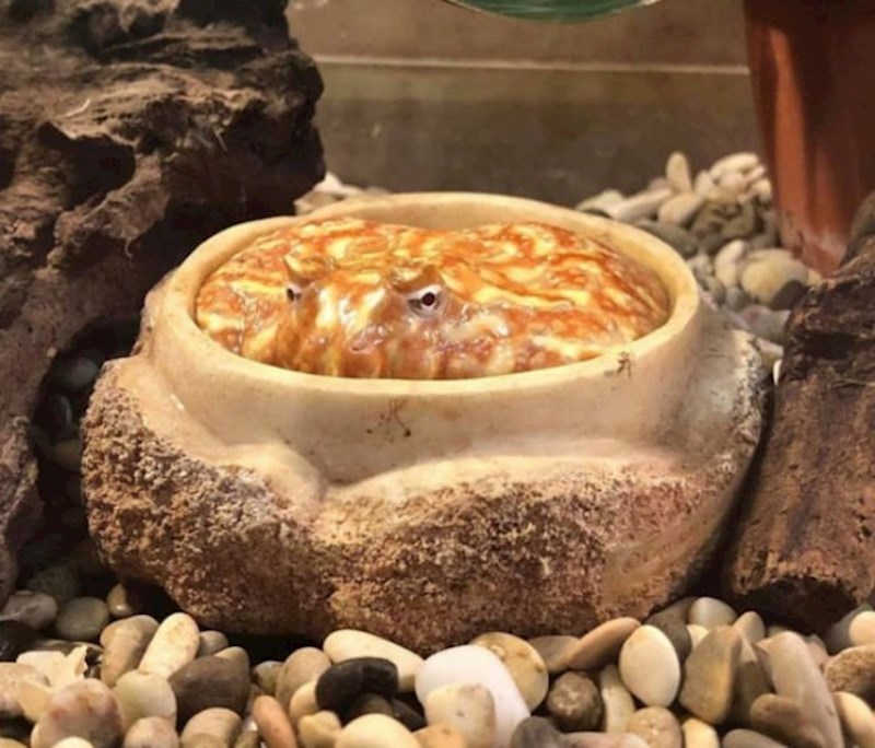 Životinja ili desert?