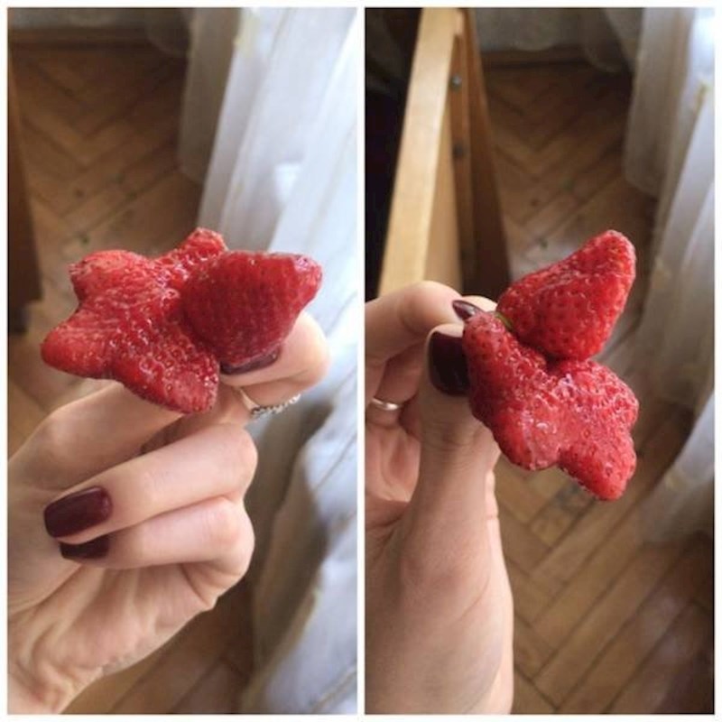Jagoda jako čudnog oblika