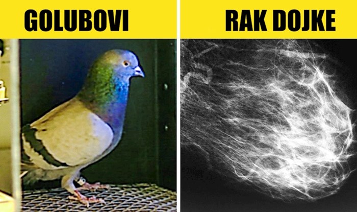 7 zanimljivih stvari za koje nikad ne biste rekli da su međusobno povezane