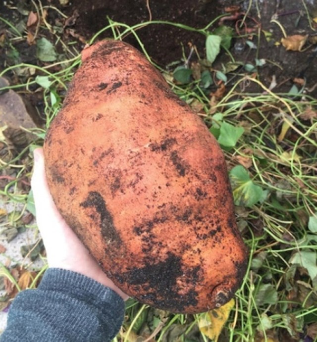 "Tata je danas u našem dvorištu našao ogroman krumpir. Mi uopće nemamo vrt s povrćem."