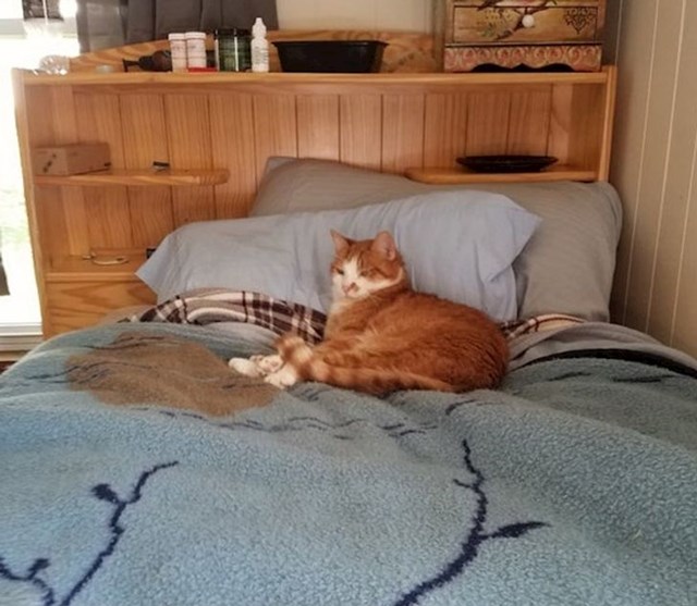 "Rufus odmara na svom mačjem krevetu kojeg svake večeri' posudi' svojim vlasnicima."