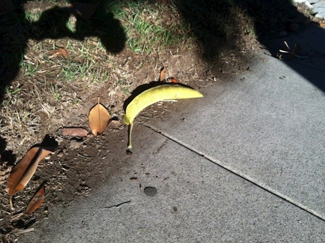 List koji na prvi pogled izgleda kao banana