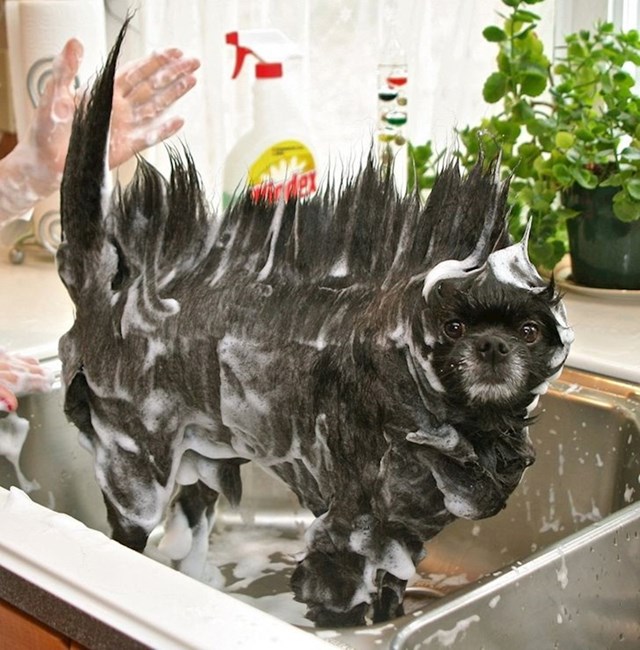 Pas je tijekom kupanja dobio zanimljivu frizuru. 😂
