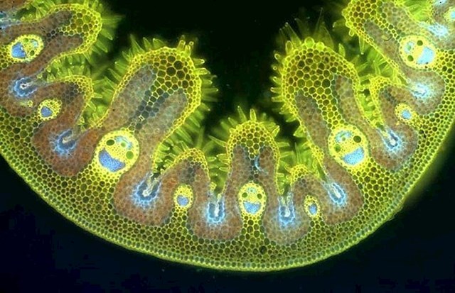 Na mikroskopskoj slici trave mogu se vidjeti nasmijana lica! :)