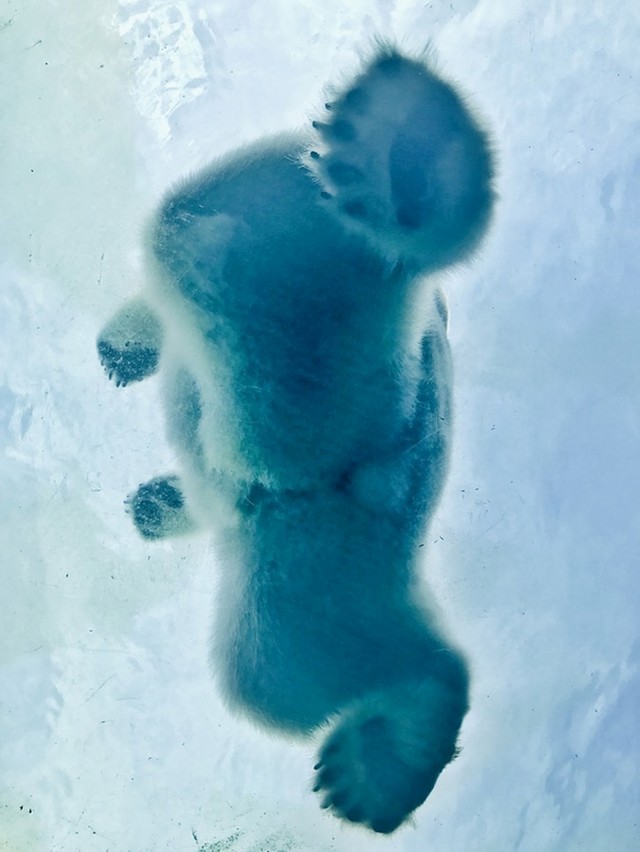 Polarni medvjed
