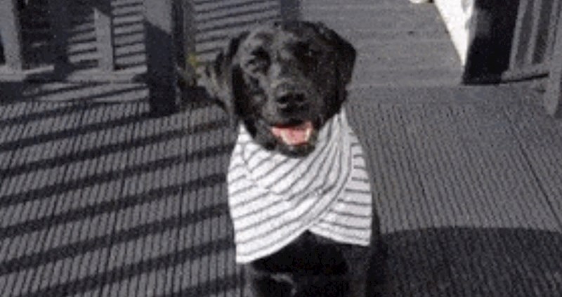 Vlasnik je na simpatičan način proslavio rođendan svog psa, priredio mu je posebno iznenađenje