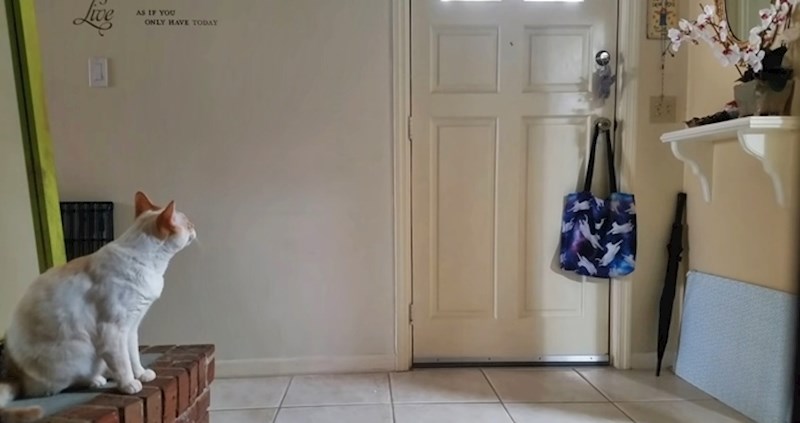 VIDEO Žena je provjerila čime se njen mačak bavi dok je nema, snimka joj je slomila srce