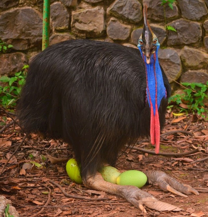 Plavi kazuari već sami po sebi izgledaju čudno, ali pazite sad ovo - imaju zelena jaja!