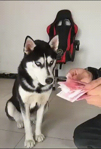 Znate li zbog čega bogataši imaju pse? Sve će vam biti jasno kada vidite ovo