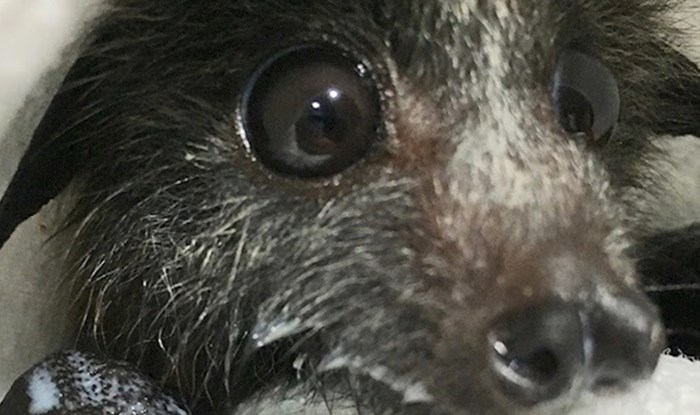 16 fotki koje pokazuju da su šišmiši puno slađi nego što mnogi misle