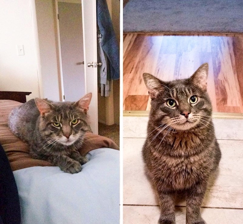 "Prvo sam ga vani hranila puna 4 mjeseca, a onda sam ga odlučila udomiti. Brzo se opustio u svom novom domu."