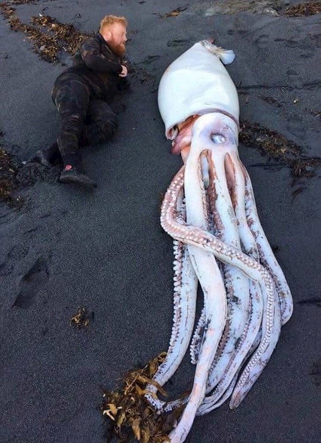 Slikali su ogromnu lignju koju su našli na plaži