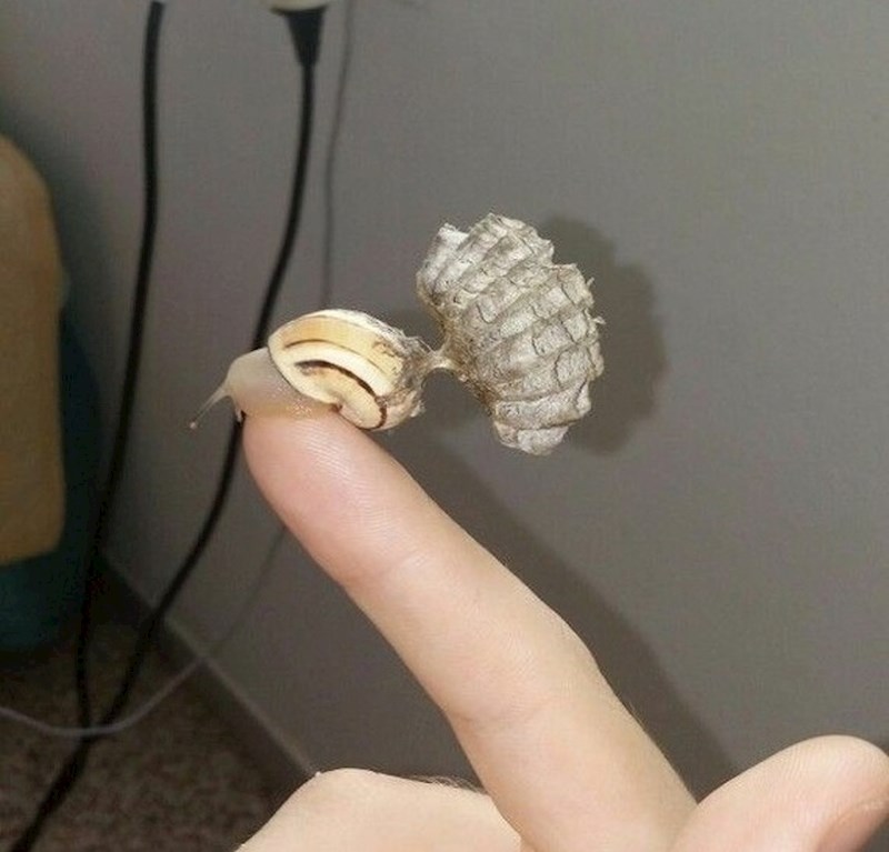 Ovaj puž na svojoj kućici ima gnijezdo stršljena.