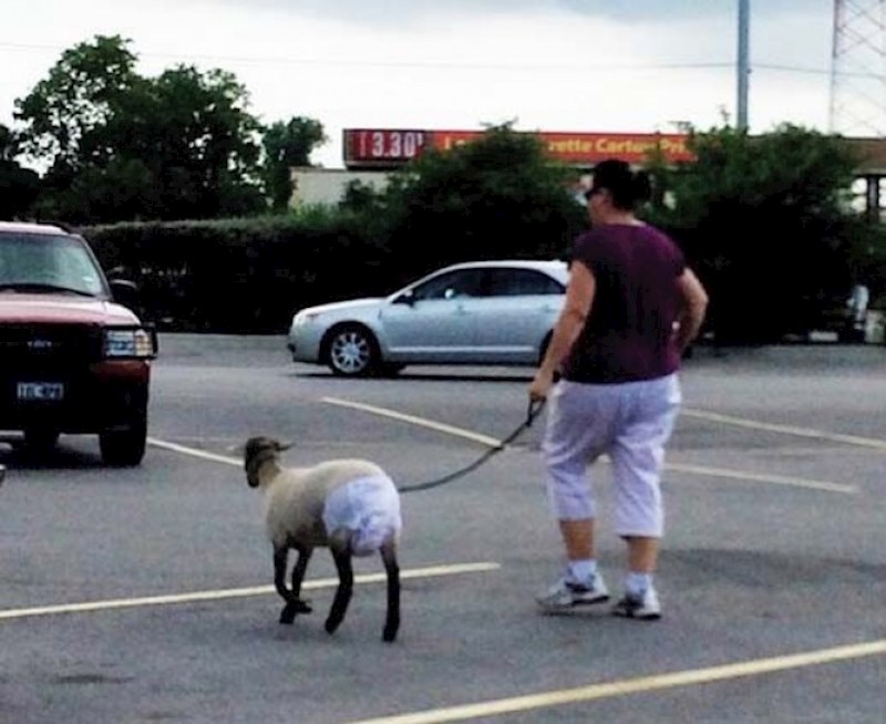 Onaj trenutak kad shvatiš da i druge životinje mogu biti kao psi...