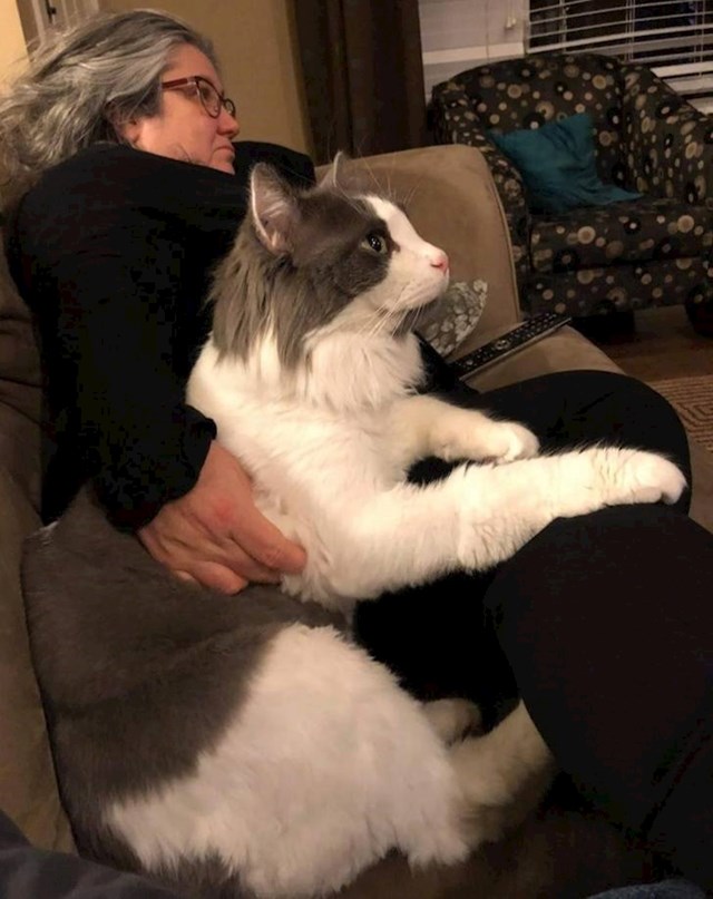 "Moja tetka ima ogromnu mačku."