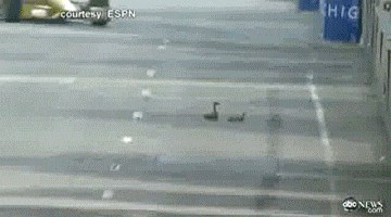 Utrku Formule 1 prekinula je jedna mala obitelj koja se našla u opasnoj situaciji