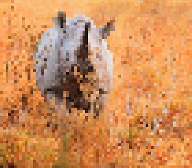 Crni nosorog, preostalo: oko 5000 (procjena)