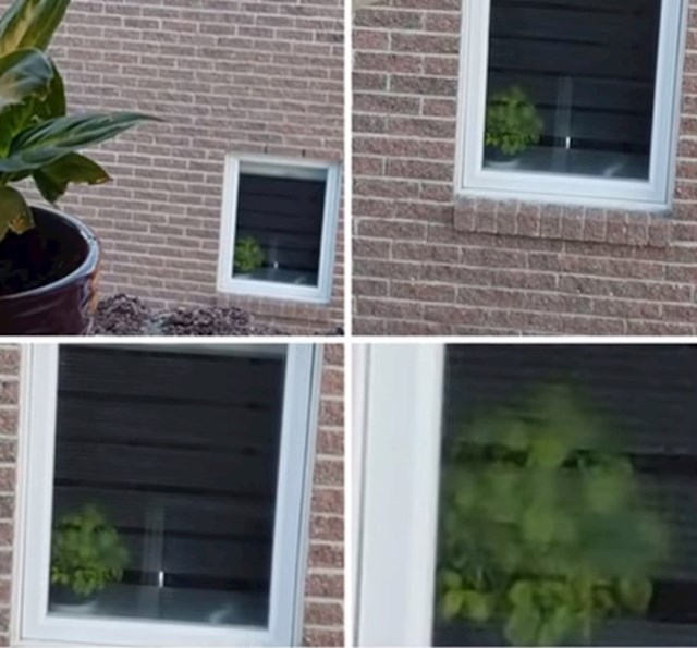 Špijunirala ju je susjedova jeziva biljka...