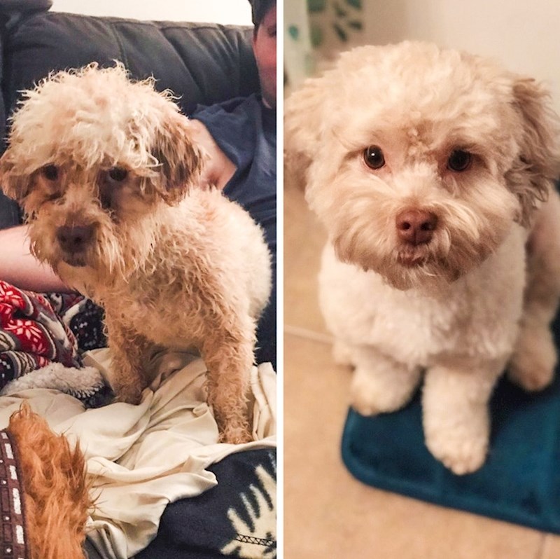 "Ovog malca smo udomili prije godinu dana. Nije više prljav, sad je naš mali bijeli anđeo."