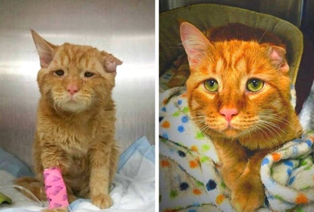 Mačka prije i nakon udomljavanja