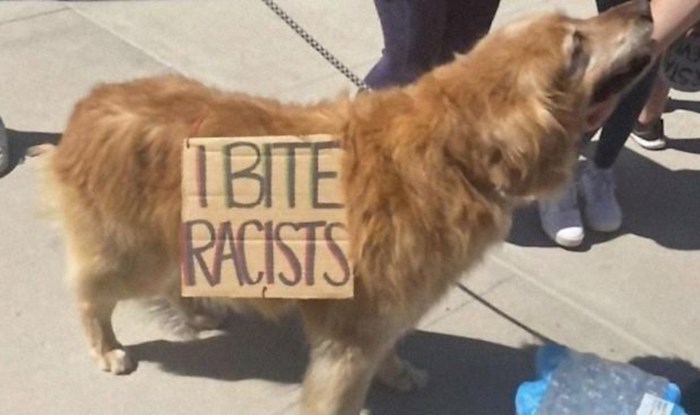 Ljudi su počeli slikati pse koji također sudjeluju u prosvjedima protiv rasizma