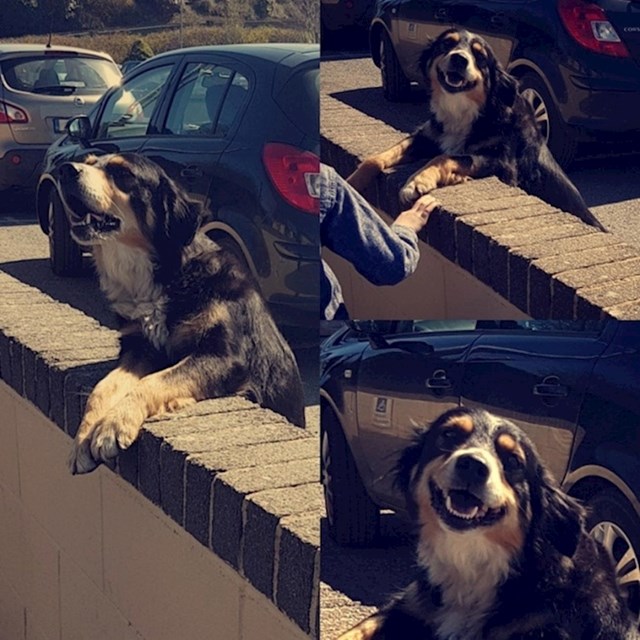 Ovaj pas živi blizu škole. Svaki dan dolazi i čeka da ga djeca maze.