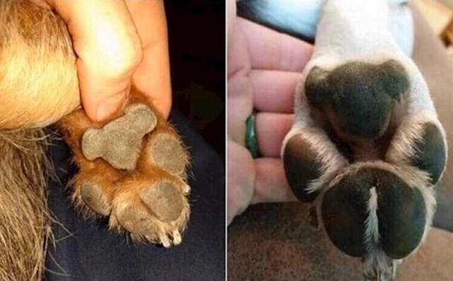Ovaj pas ima šape u obliku koale!