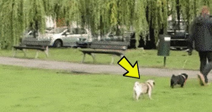 Čovjek je posebnom kamerom snimao psa u parku, otkrila je nešto smiješno