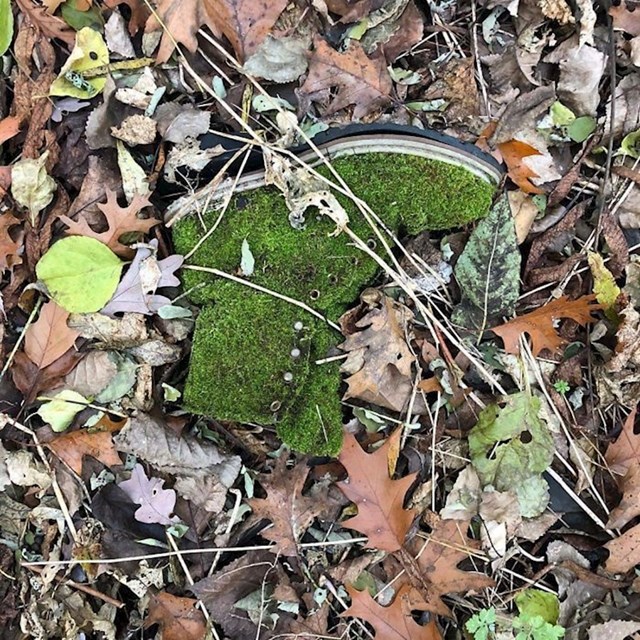 "u šumi sam našao cipelu koja je bila prekrivena mahovinom."