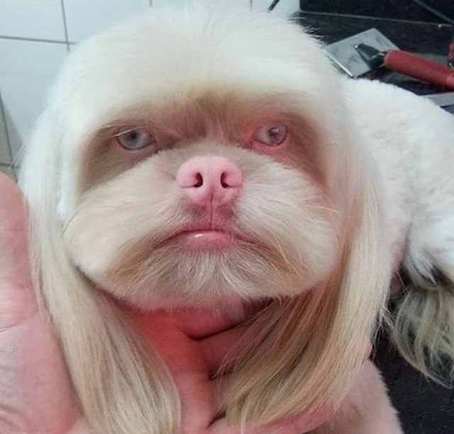 Pas koji izgleda kao neko čudno stvorenje iz crtića...