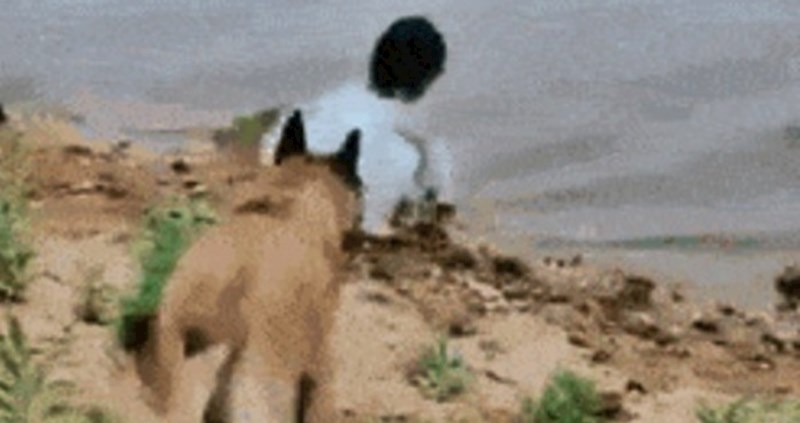 Klinka se igrala kraj vode, pogledajte što je pas učinio kad ju je ugledao