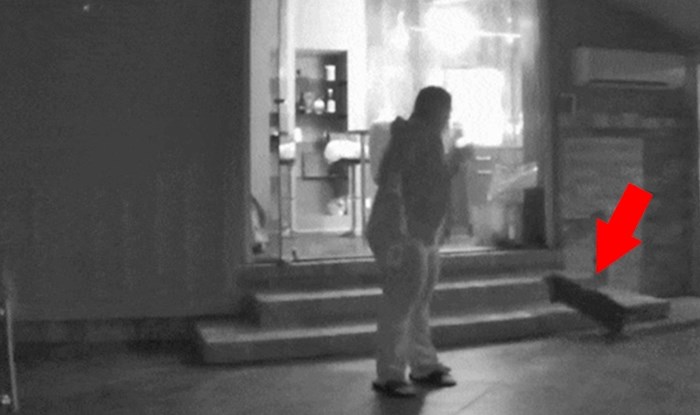 Kad pretjeraš s čišćenjem stakla: Žena je izlazila iz kuće pa vidjela urnebesnu scenu s mačkama