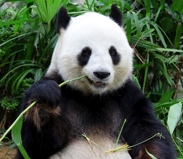 Panda možda izgledaju kao vrsta medvjeda, no mnogi stručnjaci tvrde da ove životinje zapravo pripadaju porodici rakuna. Još uvijek se nisu dogovorili tko je u pravu.