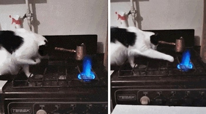 Mačka se u kuhinji počela jako čudno ponašati, pogledajte što je radila na štednjaku