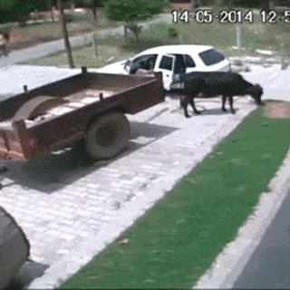 Ni sami nisu mogli vjerovati svojim očima kad su vidjeli kako je njihova krava zapravo nestala