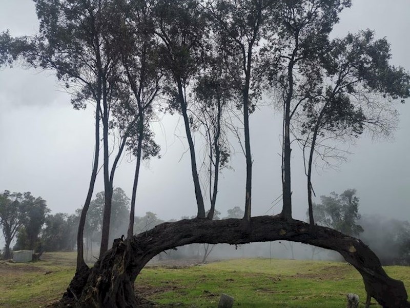 "Mislio sam da stabla rastu iz zemlje, no nedavno sam vidio ovo..."