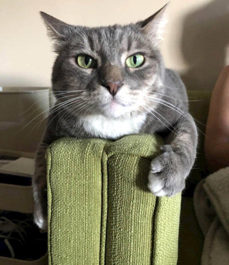 "Primijetili smo da je boja očiju naše mačke jednake nijanse kao naš kauč."