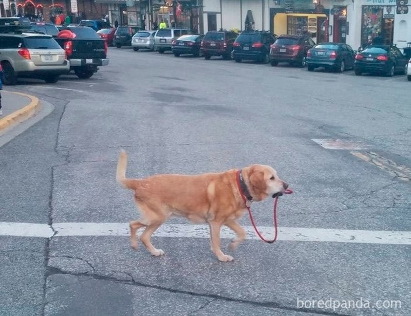 Ono kad pas sam mora ići u šetnju jer je vlasnik u karanteni...