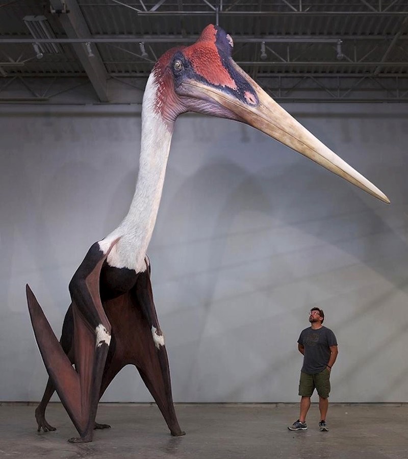 Ovo je Quetzalcoatlus northropi, najveća leteća životinja ikad.
