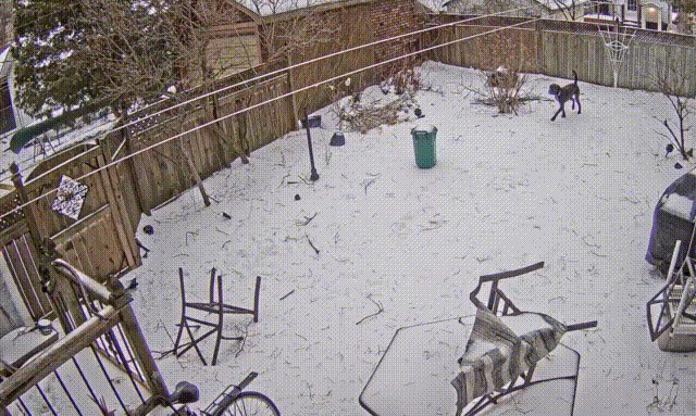 Pas je u dvorištu čuo čudne zvukove pa se spasio u posljednji tren