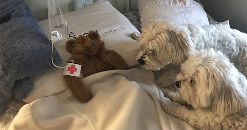 Tata je vani našao "bebu" svoga psa, počeo je "liječiti" te obitelji javljao novosti