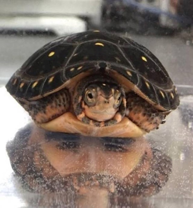 Ova kornjačica s donje strane izgleda kao bradati muškarac.