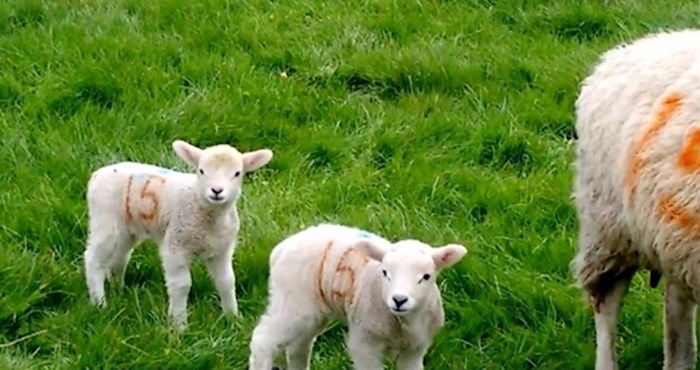 VIDEO Mala ovčica se u najgorem mogućem trenutku približila mami i postala hit na internetu
