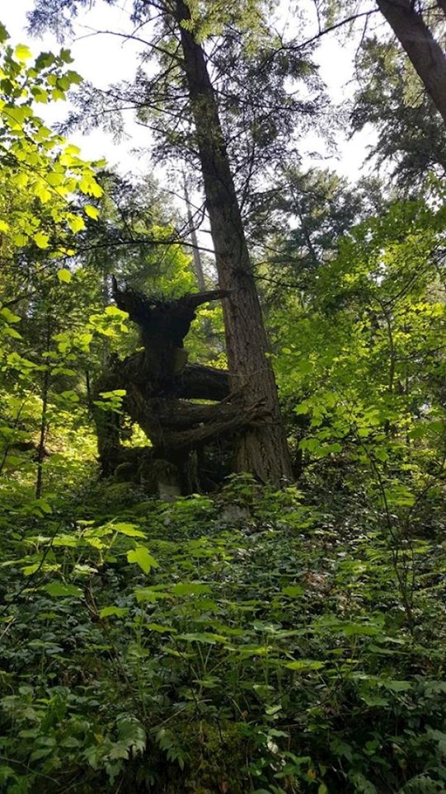 "dok sam hodao kroz šumu, našao sam srušeno drvo koje izgleda kao čudovište koje me promatra."